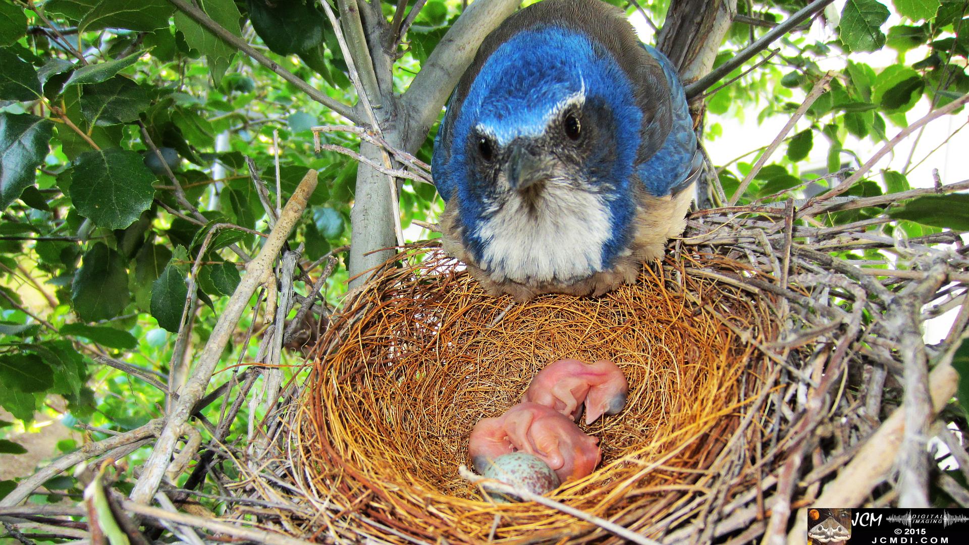 Scrub Jay female looks over 2 fresh chicks HS300